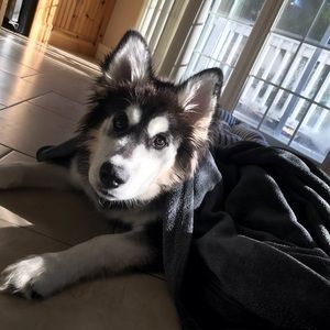 Meet your Posher, Colin